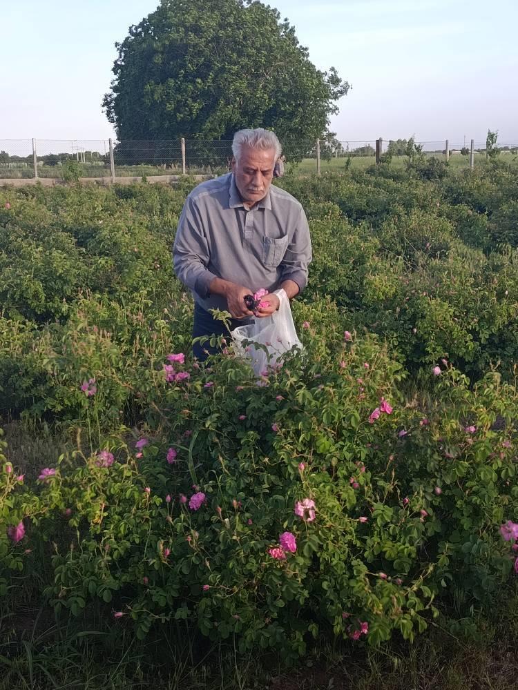 روزی در میان عطر گل محمدی،یادگاری سفر بازنشستگان مخابرات استان قزوین 2